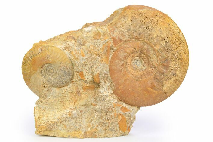Callovian Ammonite (Choffatia) Fossil - France #251705